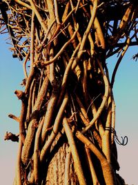 Low angle view of bare trees