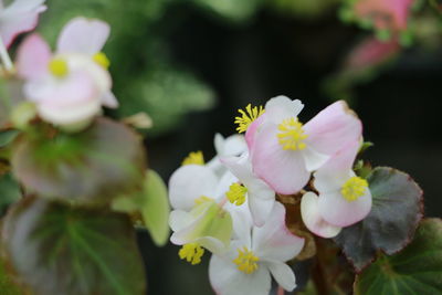 Close-up of white flowers blooming outdoors