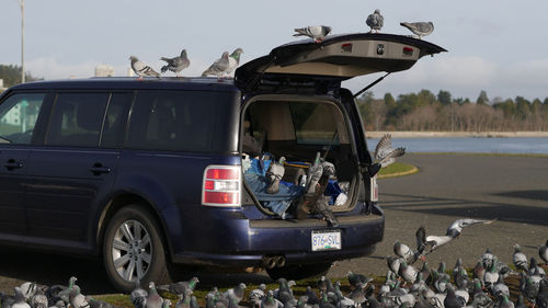 Flock of pigeons by open car trunk on road