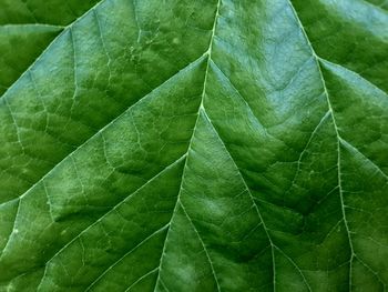 Full frame shot of green leaves