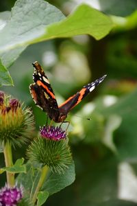 Close-up of butterfly pollinating on flower