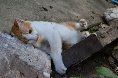 Cat relaxing by wooden planks