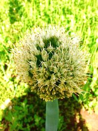 Close-up of white dandelion