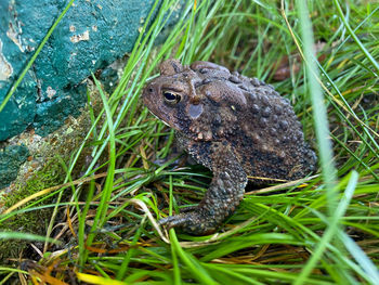 Old toad in the grass