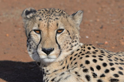 Close-up portrait of a cat