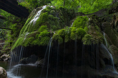 Low angle view of waterfall in forest