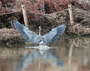 View of birds flying over lake