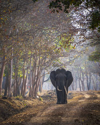 Rear view of man walking in forest