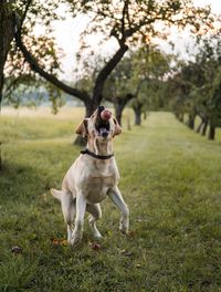 Dog running on field