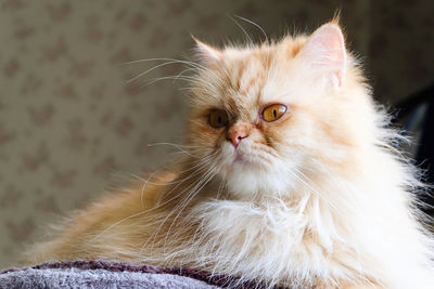 Close-up portrait of a cat