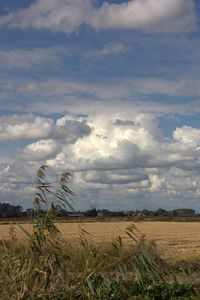 Scenic view of agricultural field against cloudy sky