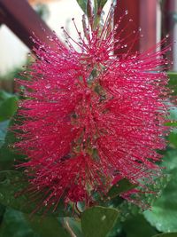 Close-up of red flower in water