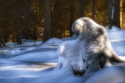 Close-up of sheep in snow