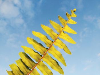 Low angle view of yellow flowering plant against blue sky