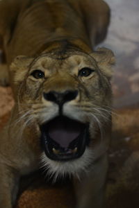 Close-up portrait of lion