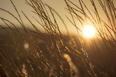 Close-up of plants at sunset