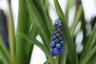 Close-up of blackberries growing on plant