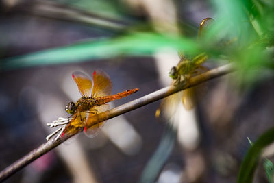 Close-up of insect on plant