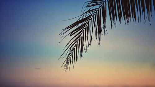 Low angle view of silhouette palm leaves against blue sky