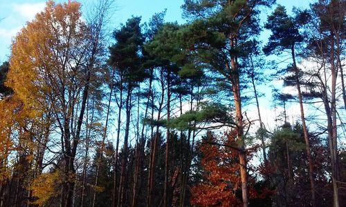 Low angle view of trees against sky