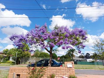 Flower trees against sky