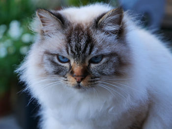 Close-up portrait of cat