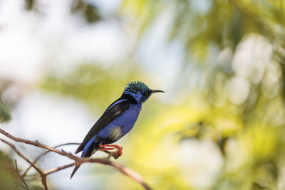 Red-legged honeycreeper cyanerpes cyaneus tanager bird perched on a tree