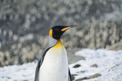 View of a penguin on snowy land