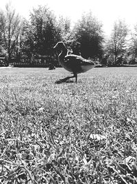 Birds on field against trees