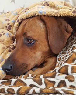 Close-up of dog lying down on bed