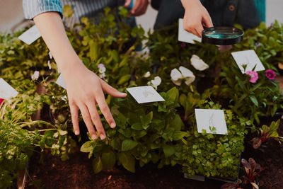 Midsection of man holding potted plant