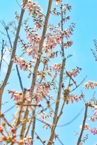 Low angle view of cherry blossom against clear sky