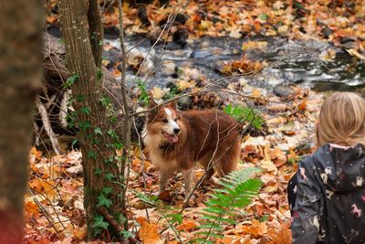 Sheep in autumn leaves