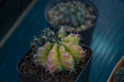 A beautifully arranged cactus garden that can be used as an advertising background.