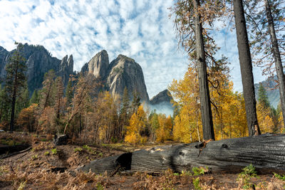 Burnt pine trees and smoke in forest against cloudy sky.