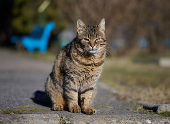 Portrait of cat