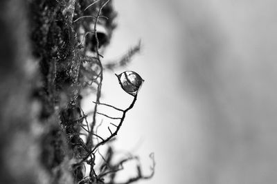 Close-up of insect on plant