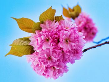 Close-up of pink cherry blossoms against clear sky