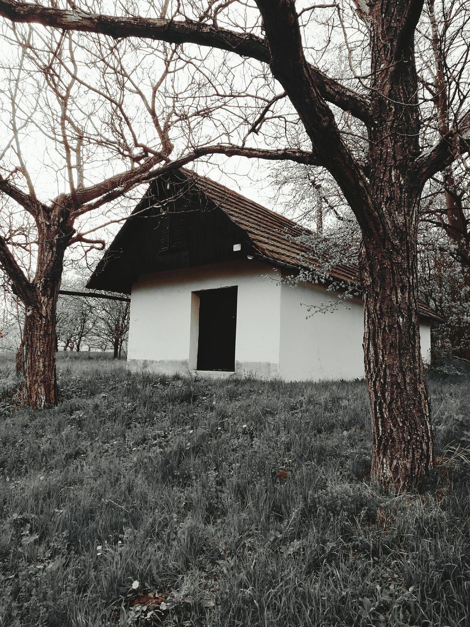 CLOSE-UP OF HOUSE AGAINST BARE TREES