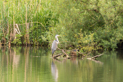 Bird perching on a lake