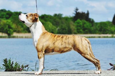 Dog standing against lake