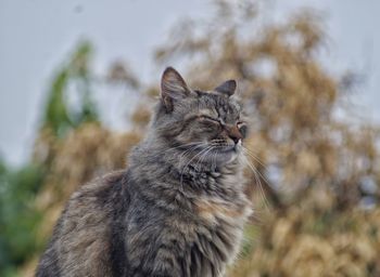 Close-up of a cat looking away