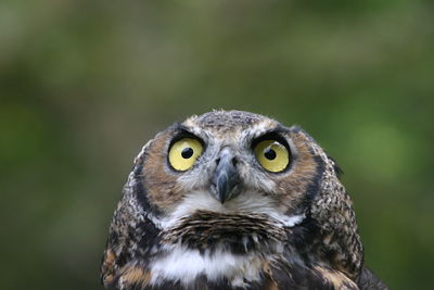 Close-up portrait of owl