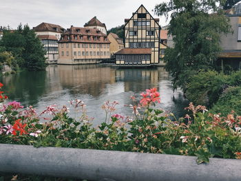 Flowering plants by river and buildings against sky