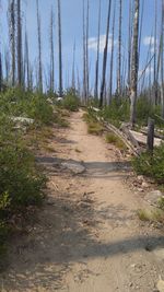 Footpath amidst trees in forest against sky