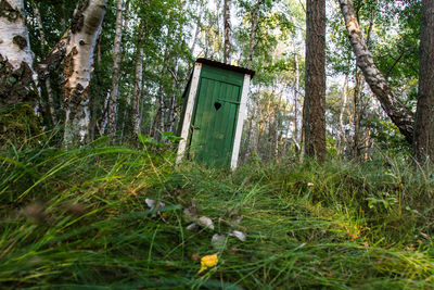 Trees and plants in forest