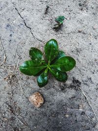 High angle view of plant growing on field