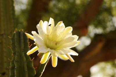 Close-up of white flowering plant