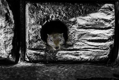 Close-up of a cat looking through hole