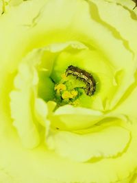 Close-up of insect on yellow flower